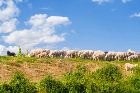 Sheeps and blue sky