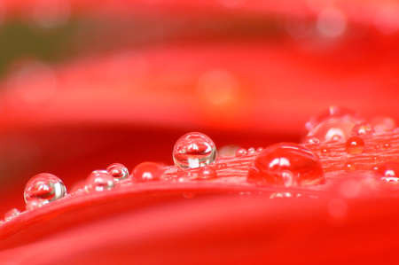 Red waterdrops on a leafの写真素材