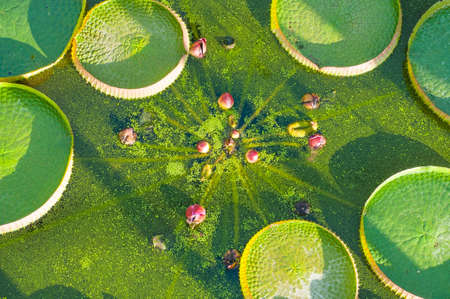 Aquatic plants and water lilies in a pond