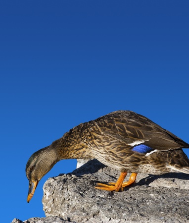 Female Mallard Duck of stone and blue sky backgroundの写真素材