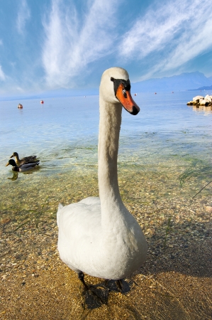 Mute Swan seen from the front with legs in the lake
の写真素材