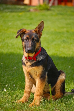 Perplexed puppy german shepherd sitting on green grassの写真素材