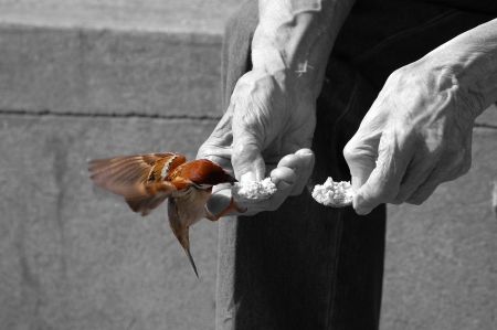 Colored sparrow eats from the hands of an elderly man (black and white)の写真素材