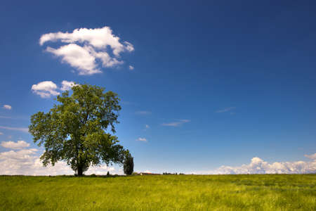 Leafy lone tree in the countryside with blue sky and clouds