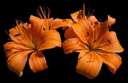 Close up of blooming orange lilies - Lilium bulbiferum - isolated on blackの写真素材