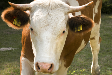 Portrait of brown and white cow with horns gazing to the camera の写真素材