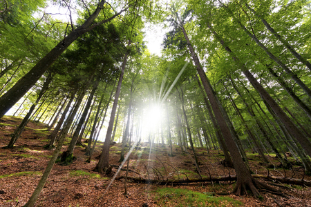 Beech and pines green forest in spring from bottom viewの写真素材