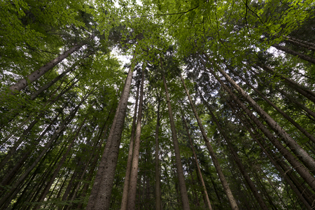 Beech and pines green forest in spring from bottom viewの写真素材