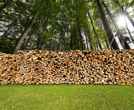 Dry chopped firewood logs in a pile in a green forestの写真素材