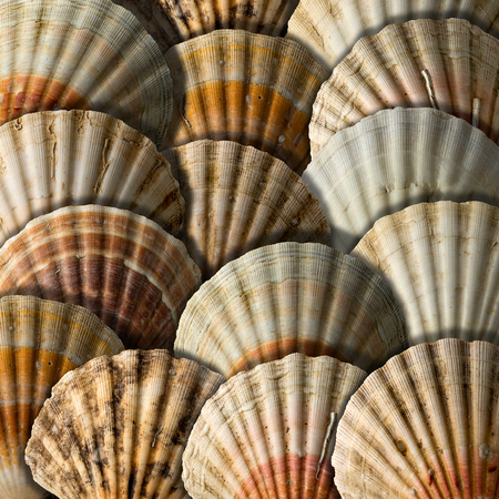 overlapping scallop shells with shadows