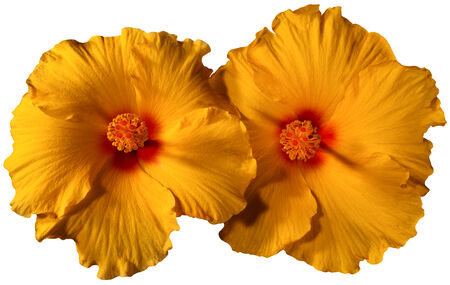 Close up of blooming of two orange hibiscus flowers - âªHibiscus syriacusâ¬ - isolated on white backgroundの写真素材