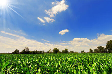 Corn field under a beautiful sky with clouds and sun raysの写真素材