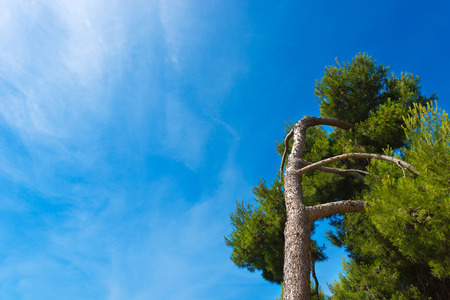 Detail of maritime pine with trunk and leaves on blue sky with cloudsの写真素材