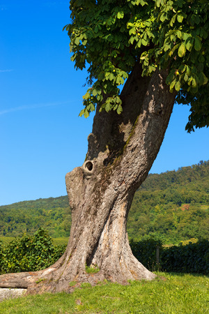 Close up of the trunk of a chestnut (sweet chestnut) on blue sky and vegetationの写真素材