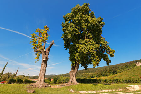 Two chestnut trees (sweet chestnut), only one pruned, one with the green leaves in summer on blue skyの写真素材
