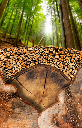 Trunk sections and dry chopped firewood logs in a pile in the foreground and green forest in the backgroundの写真素材