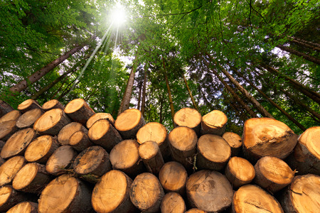 Trunks of trees cut and stacked in the foreground, green forest in the background with sun rays