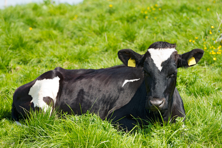Black and white cow resting on a green pasture with yellow blurred flowersの写真素材