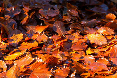 Wet leaves, brown, orange and red, in autumn on the ground in the undergrowth