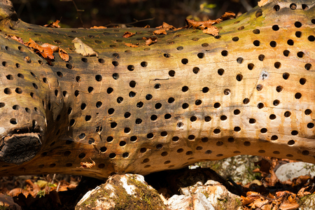 BORGO VALSUGANA, ITALY - NOVEMBER 1, 2015: Detail of the artwork In Appearance by Stuart Ian Frost. Drilled and sanded beech stump in the forest of Val di Sella, Borgo Valsugana, Trento, Italyのeditorial素材