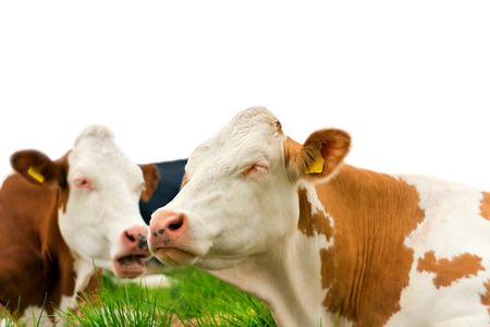 Detail of brown and white cows resting on a green pasture. Isolated on white backgroundの写真素材