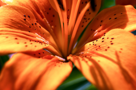 Close up of blooming orange lily - Lilium bulbiferumの写真素材