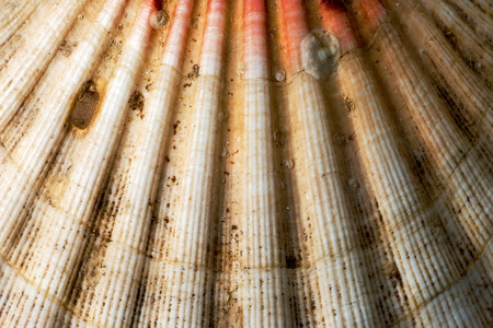 Texture of scallop seashell (Pectinidae) with encrustation and sand. Macro photographyの写真素材