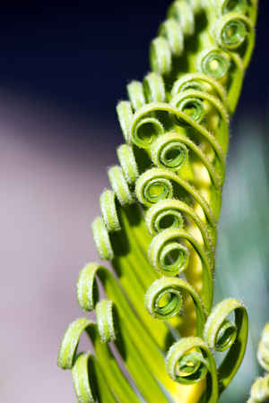 Macro photography of green curly leaves of cycas revolutaの写真素材