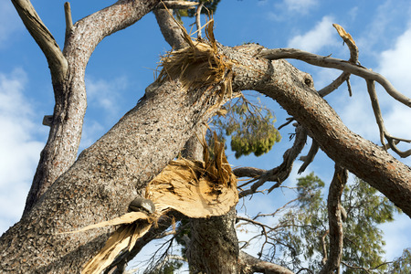Storm Damage - Detail of a maritime pine tree broken by a strong windの写真素材