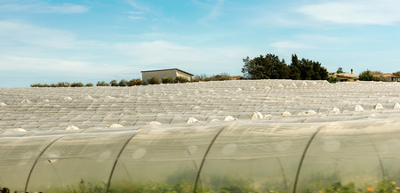 Greenhouses for growing tomatoes in the countryside of Pachino Syracuse (Siracusa) - Sicily island, Italy, Europeの写真素材