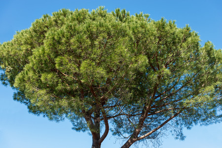 Close-up of a maritime pine tree with trunk and green needles on a blue sky. Liguria, Italy, Europeの写真素材