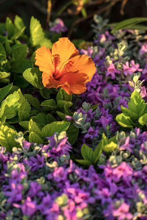Hibiscus Flower, orange, yellow and red, with green leaves in a gardenの写真素材