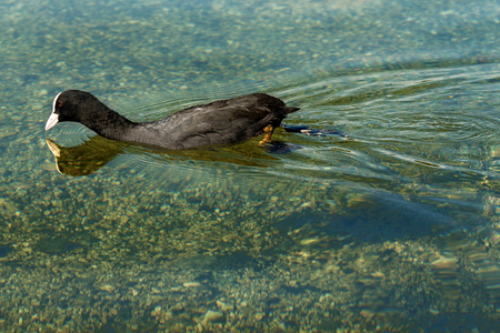 One Eurasian Coot or Fulica Atra swims in the green transparent water of a lakeの写真素材