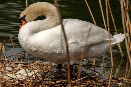 White mute swan (Cygnus olor) while hatching the eggs in the nest made of reedsの写真素材