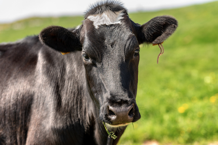 Curious cow - Portrait of a black heifer looking at cameraの写真素材