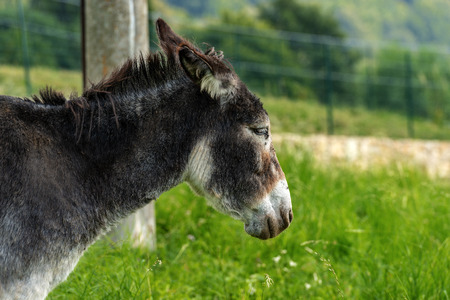 Portrait a black, brown and white donkey on a green meadow, side viewの写真素材