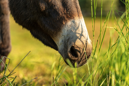 Extreme close-up of a brown and white Donkey grazing on a green meadowの写真素材