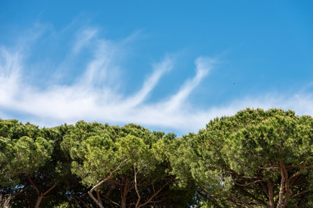 Close-up a forest with maritime pine trees with green needles on a blue sky with clouds.の写真素材