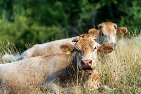 Two cows - brown heifers relaxing in the dry grass, mountain pasture in the Italian Alps, south Europeの写真素材