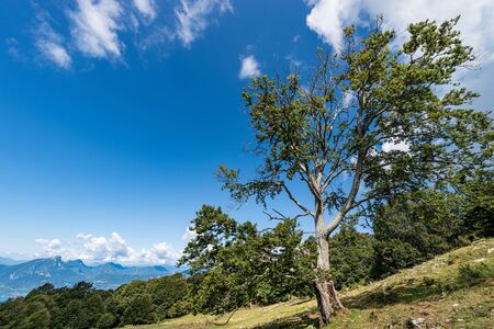 Large and old beech tree with green leaves in mountain. Monte Baldo, Veneto, Italian Alps, Italy,...