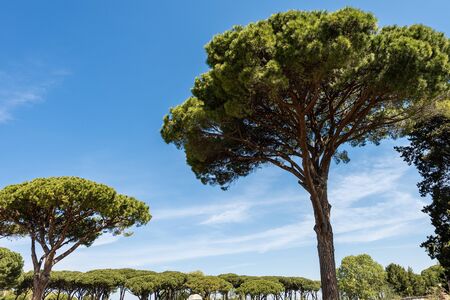 Close-up of a forest with maritime pine trees with green needles on a blue sky with clouds. Mediterranean region, Ostia antica, Rome, Latium, Italy, Europeの写真素材