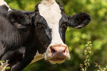 Curious dairy cow - Portrait of a white and black heifer looking at camera. Italian Alps, Europe