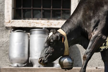 Close-up of a black dairy cow with cowbell and milk cans in a dairy farmの写真素材