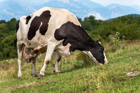 White and black dairy cow feeding on a mountain pasture. Italian Alps, south Europeの写真素材