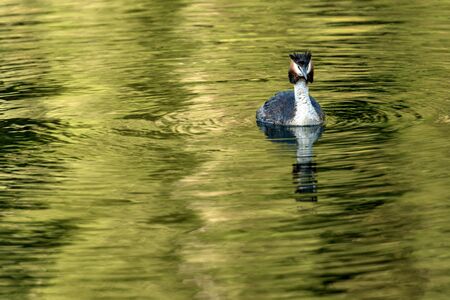 Great crested grebe (Podiceps cristatus) swims in the green water of an alpine lake. Trentino Alto...