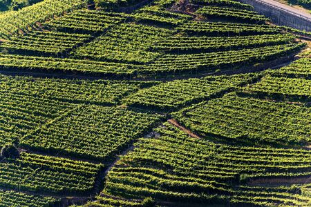 Green vineyards at summer, Italian Alps, Trento Province, Trentino Alto Adige, Italy, Europeの写真素材