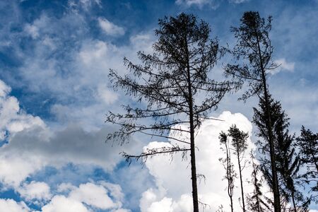 Black silhouette of old pines against blue sky and clouds. Italian Alps, Trentino Alto Adige, Italy,...