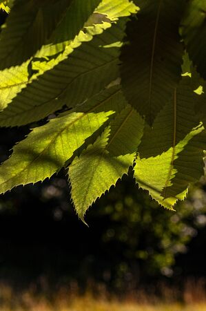 Close-up of green leaves of a chestnut tree