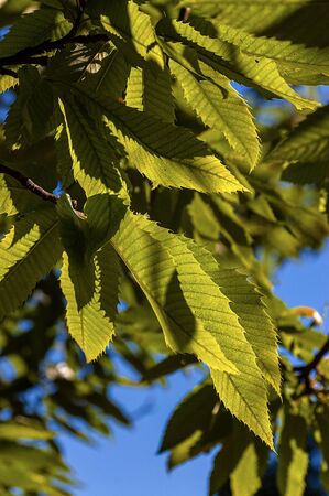 Close-up of green leaves of a chestnut tree with blue sky
