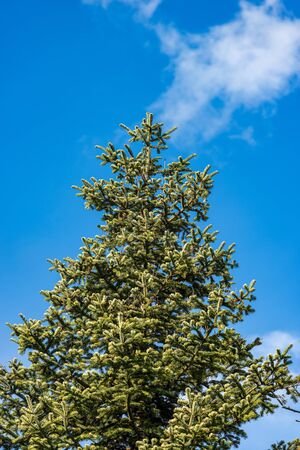 Close-up of a fir tree, spruce, on a clear blue sky with clouds, Italian Alps, Trentino Alto Adige, Italy, south Europeの写真素材